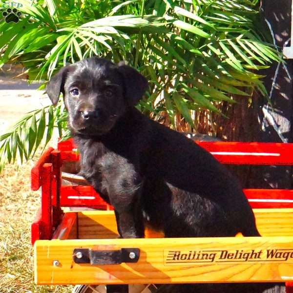 Henry, Black Labrador Retriever Puppy