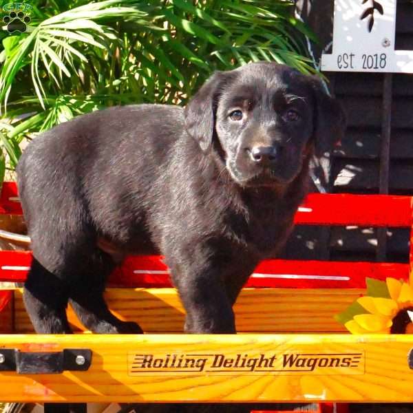 Hudson, Black Labrador Retriever Puppy