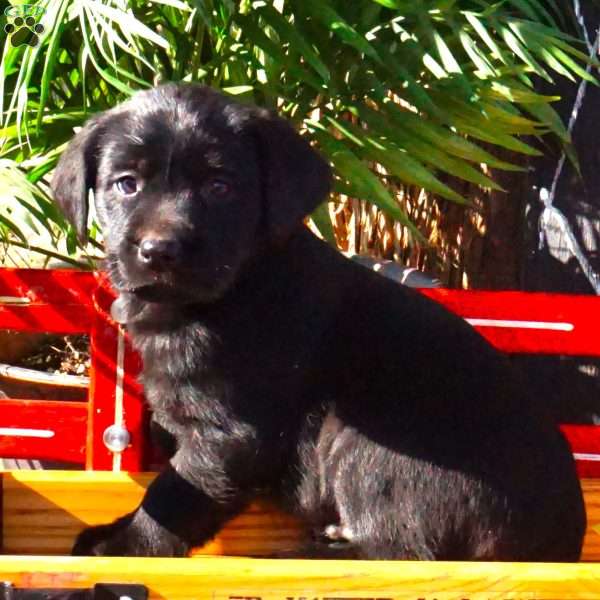 Harvey, Black Labrador Retriever Puppy