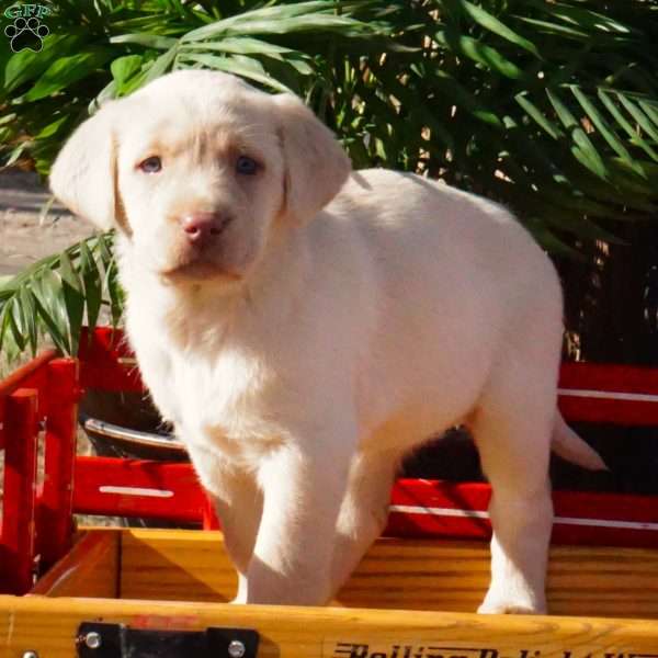 Hazel, Yellow Labrador Retriever Puppy