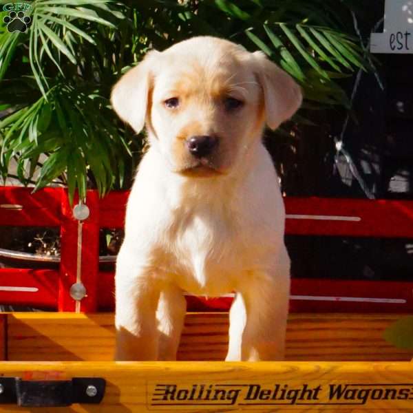 Hank, Yellow Labrador Retriever Puppy