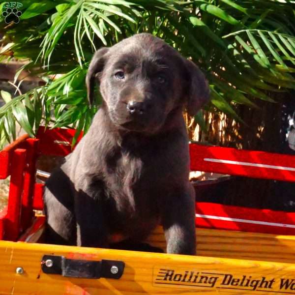 Harmony, Charcoal Labrador Retriever Puppy