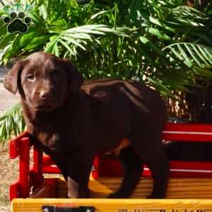 Hugo, Chocolate Labrador Retriever Puppy