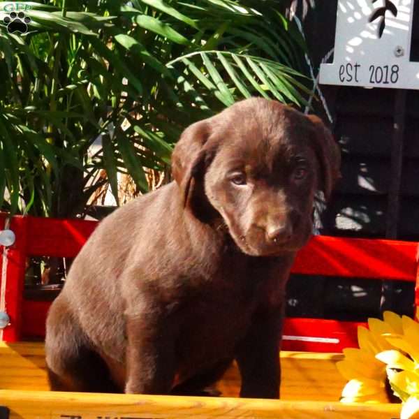 Hugo, Chocolate Labrador Retriever Puppy