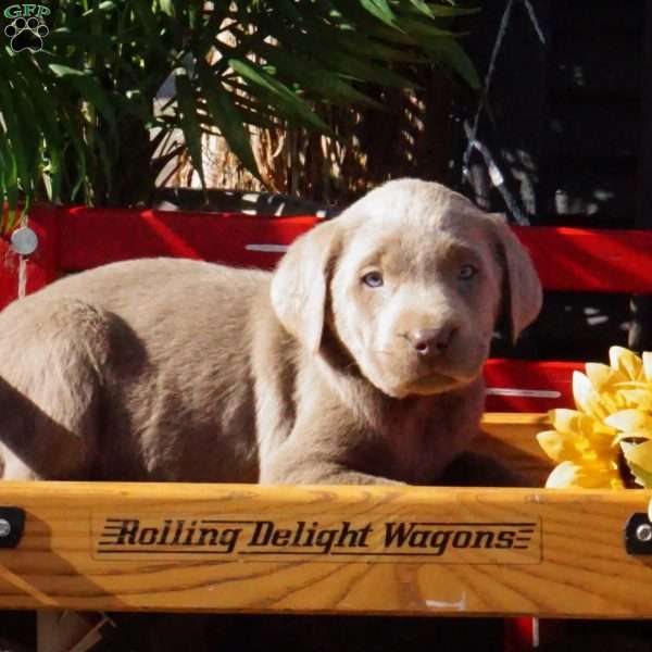 Harlow, Silver Labrador Retriever Puppy