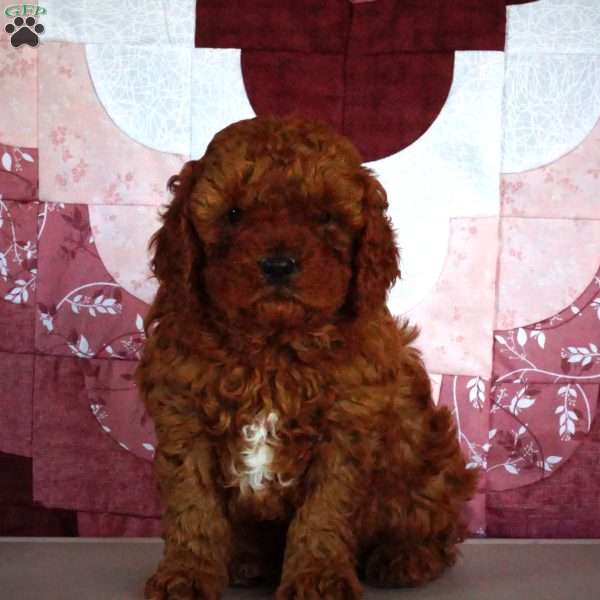 Ian, Cavapoo Puppy