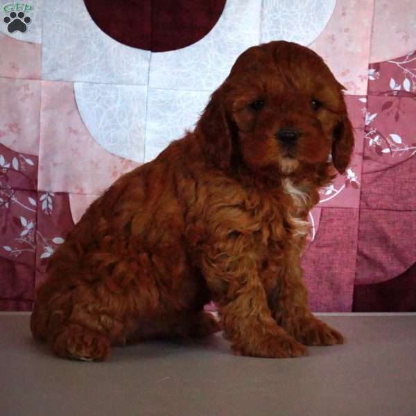 Ivan, Cavapoo Puppy