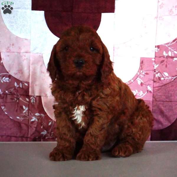 Isaac, Cavapoo Puppy