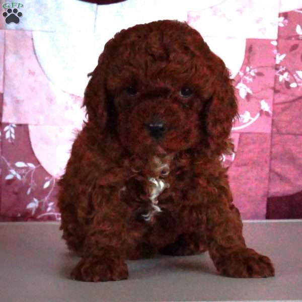 Indy, Cavapoo Puppy