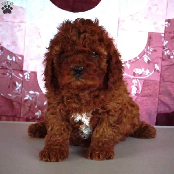 Ivy, Cavapoo Puppy