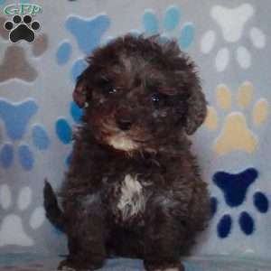 Dusty, Cockapoo Puppy