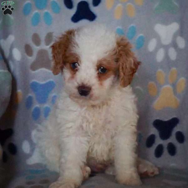 Duke, Cockapoo Puppy