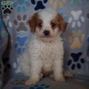 Duke, Cockapoo Puppy