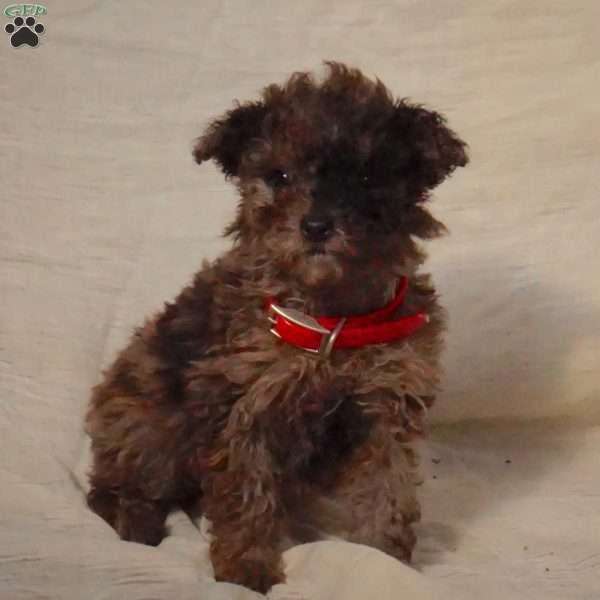 Rosey, Miniature Poodle Puppy