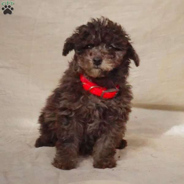 Ruby, Miniature Poodle Puppy