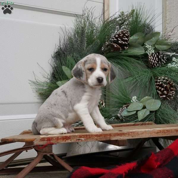 Prince, Beagle Puppy