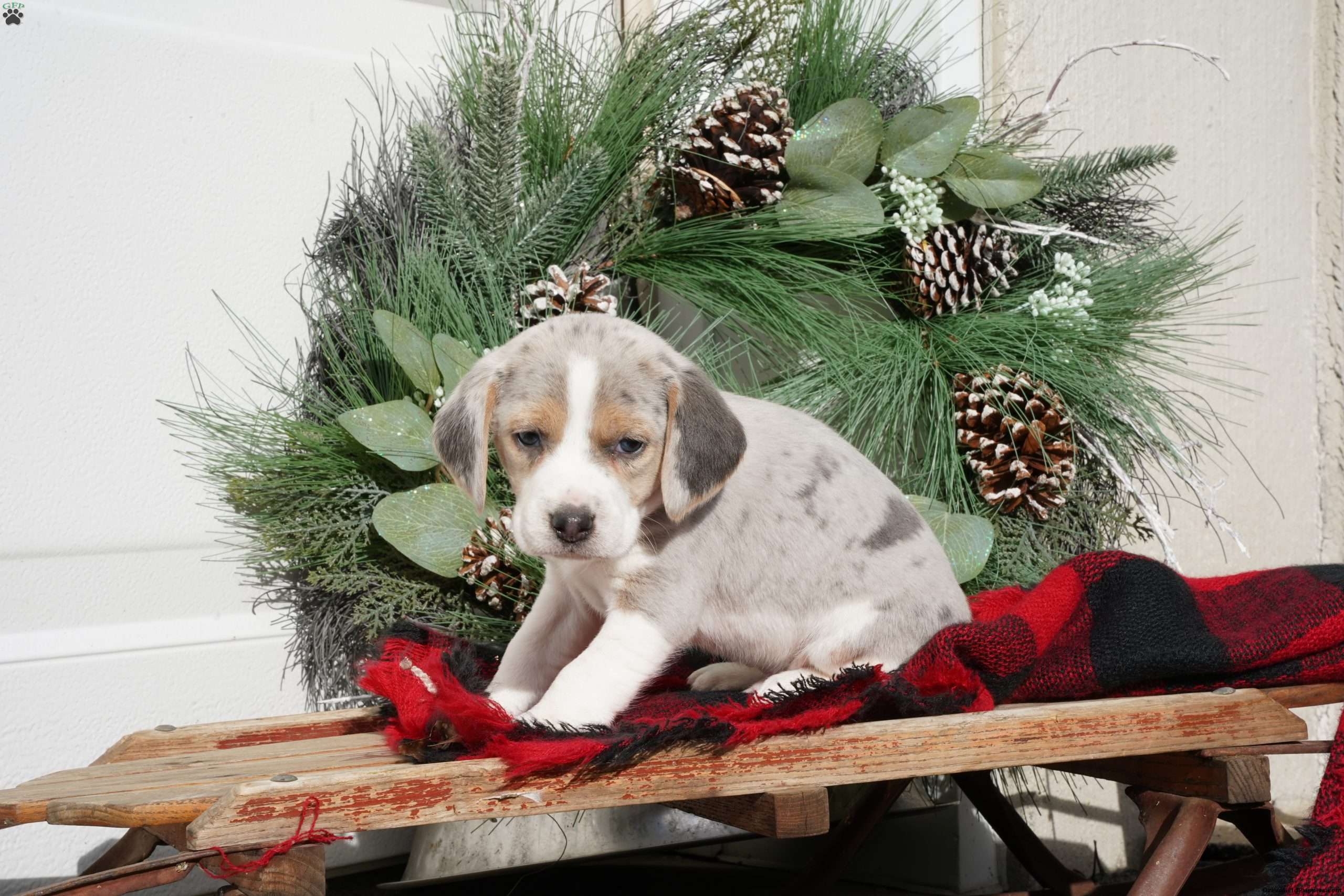 Prince - Beagle Puppy For Sale In Pennsylvania