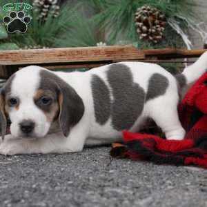 Zoe, Beagle Puppy