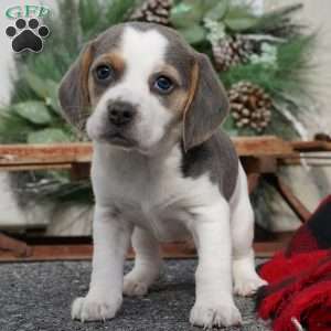 Sophy, Beagle Puppy