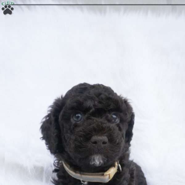 Tootsie, Mini Aussiedoodle Puppy