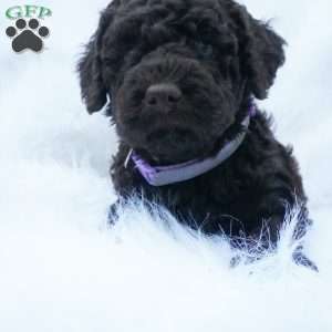 Hershey, Mini Aussiedoodle Puppy