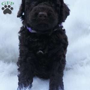 Hershey, Mini Aussiedoodle Puppy