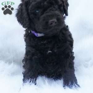 Hershey, Mini Aussiedoodle Puppy