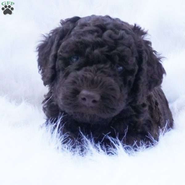 Hershey, Mini Aussiedoodle Puppy