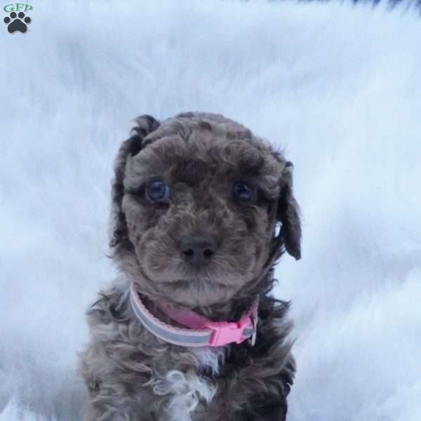 Skittles, Mini Aussiedoodle Puppy