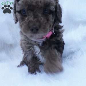 Skittles, Mini Aussiedoodle Puppy