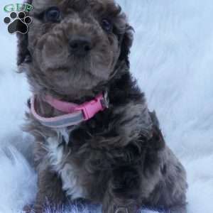 Skittles, Mini Aussiedoodle Puppy