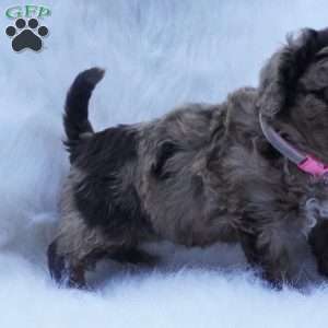 Skittles, Mini Aussiedoodle Puppy