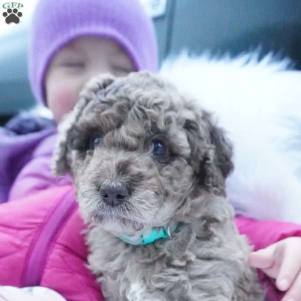 Twizzler, Mini Aussiedoodle Puppy