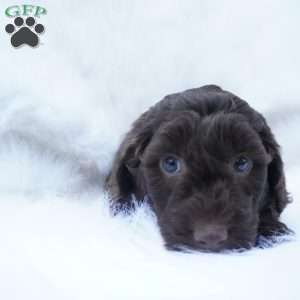 Twix, Mini Aussiedoodle Puppy