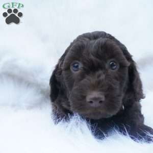 Twix, Mini Aussiedoodle Puppy