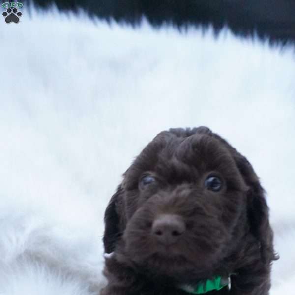 Twix, Mini Aussiedoodle Puppy