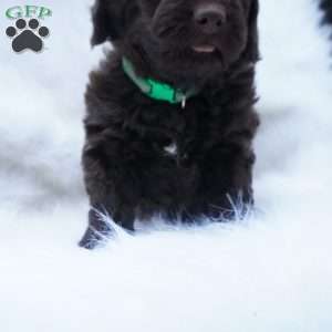 Twix, Mini Aussiedoodle Puppy