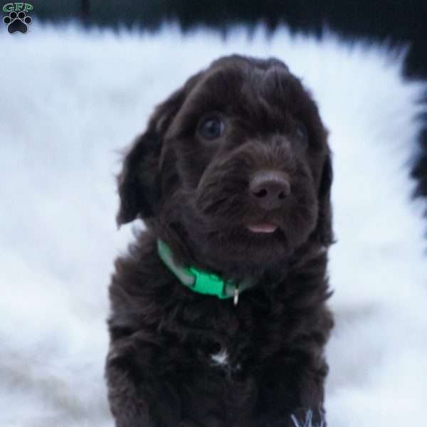 Twix, Mini Aussiedoodle Puppy