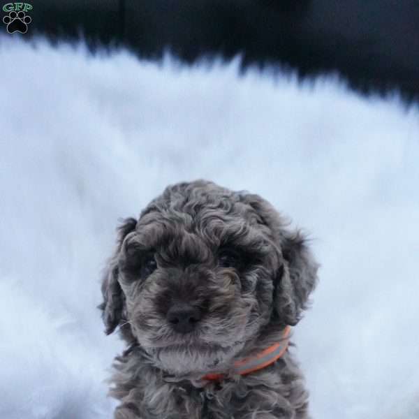 Caramel, Mini Aussiedoodle Puppy