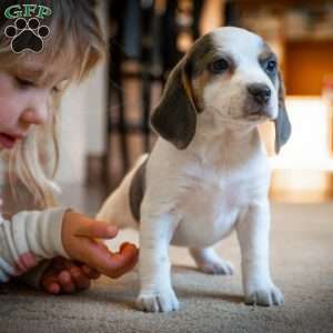 Zoe, Beagle Puppy