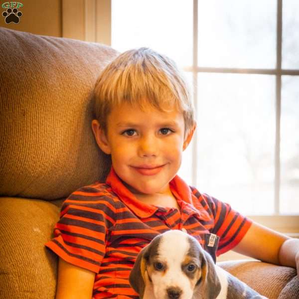 Zoe, Beagle Puppy