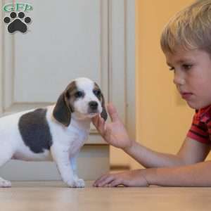 Zoe, Beagle Puppy