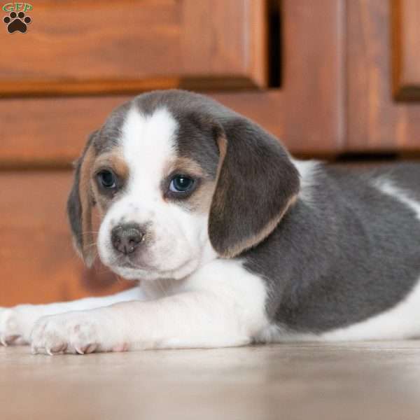 Sophy, Beagle Puppy