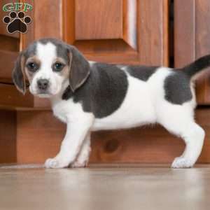 Sophy, Beagle Puppy