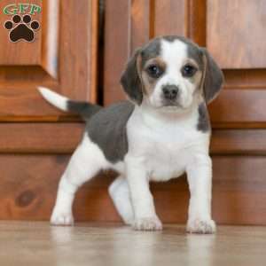 Sophy, Beagle Puppy