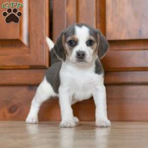 Sophy, Beagle Puppy