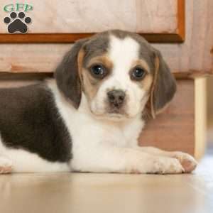 Sophy, Beagle Puppy