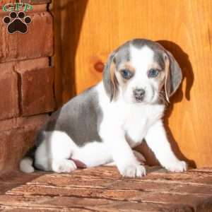 Sophy, Beagle Puppy