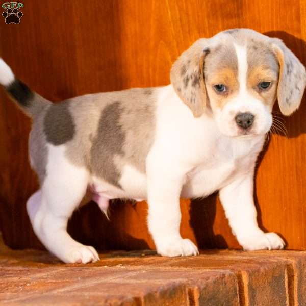 Maverick, Beagle Puppy