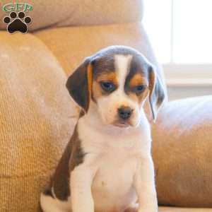 Bella, Beagle Puppy